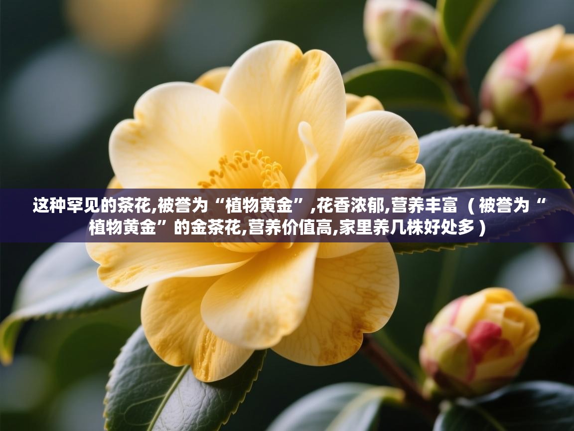  这种罕见的茶花,被誉为“植物黄金”,花香浓郁,营养丰富  ( 被誉为“植物黄金”的金茶花,营养价值高,家里养几株好处多 )