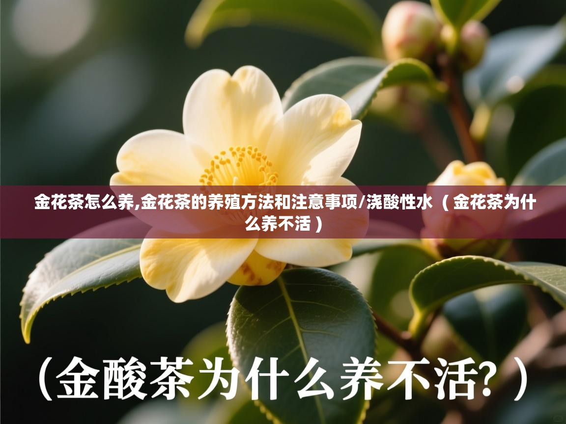  金花茶怎么养,金花茶的养殖方法和注意事项/浇酸性水  ( 金花茶为什么养不活 )