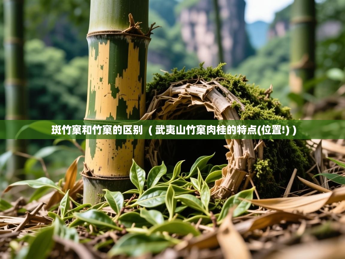  斑竹窠和竹窠的区别  ( 武夷山竹窠肉桂的特点(位置!) )