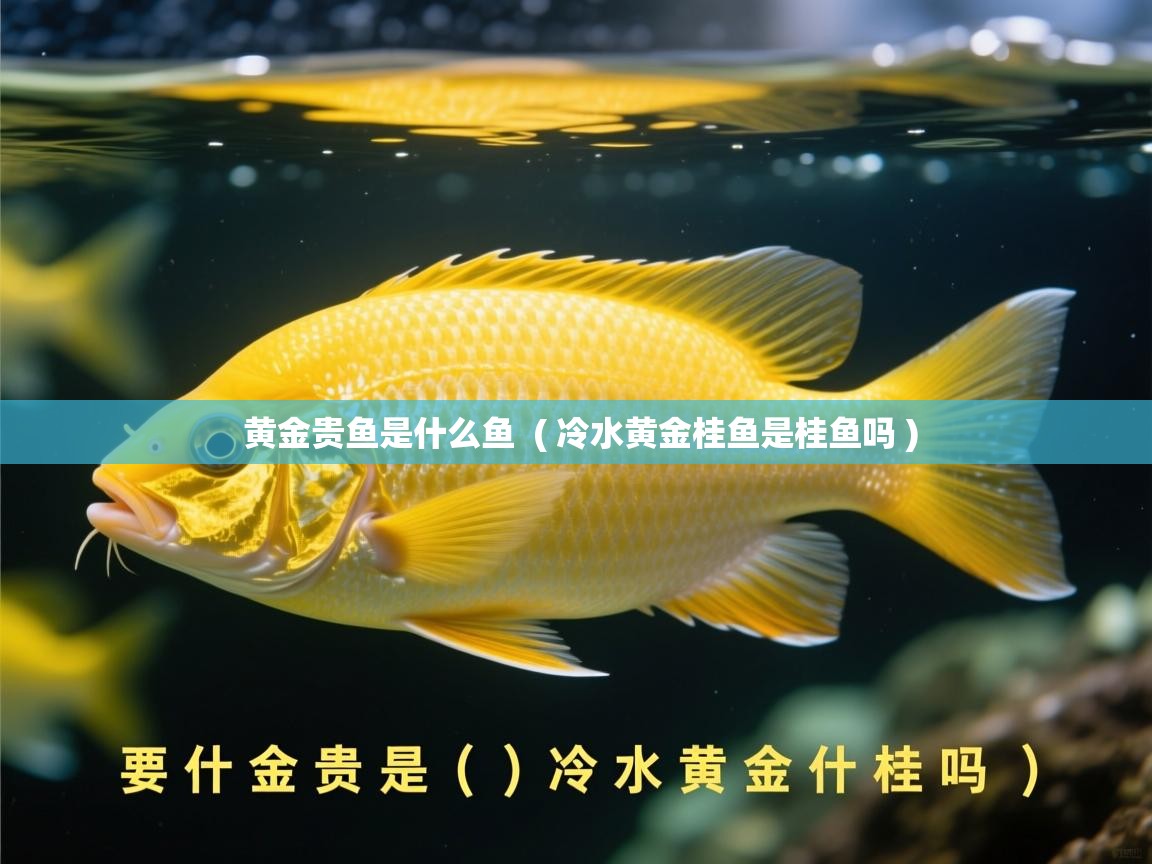  黄金贵鱼是什么鱼  ( 冷水黄金桂鱼是桂鱼吗 )