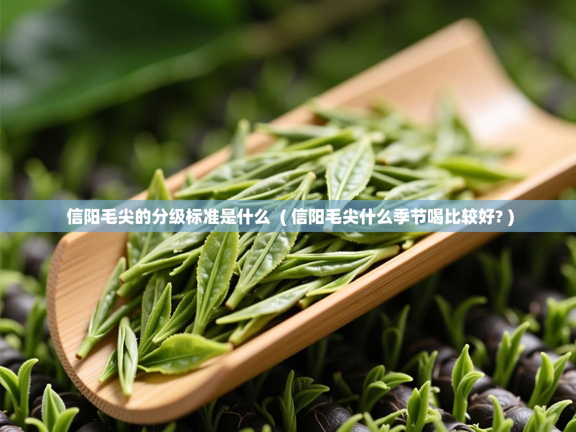  信阳毛尖的分级标准是什么  ( 信阳毛尖什么季节喝比较好? )