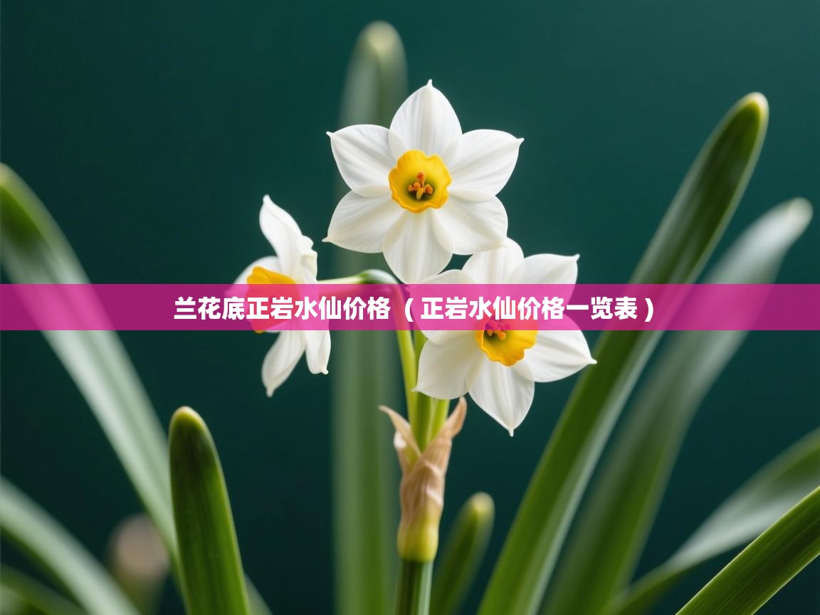  兰花底正岩水仙价格  ( 正岩水仙价格一览表 )