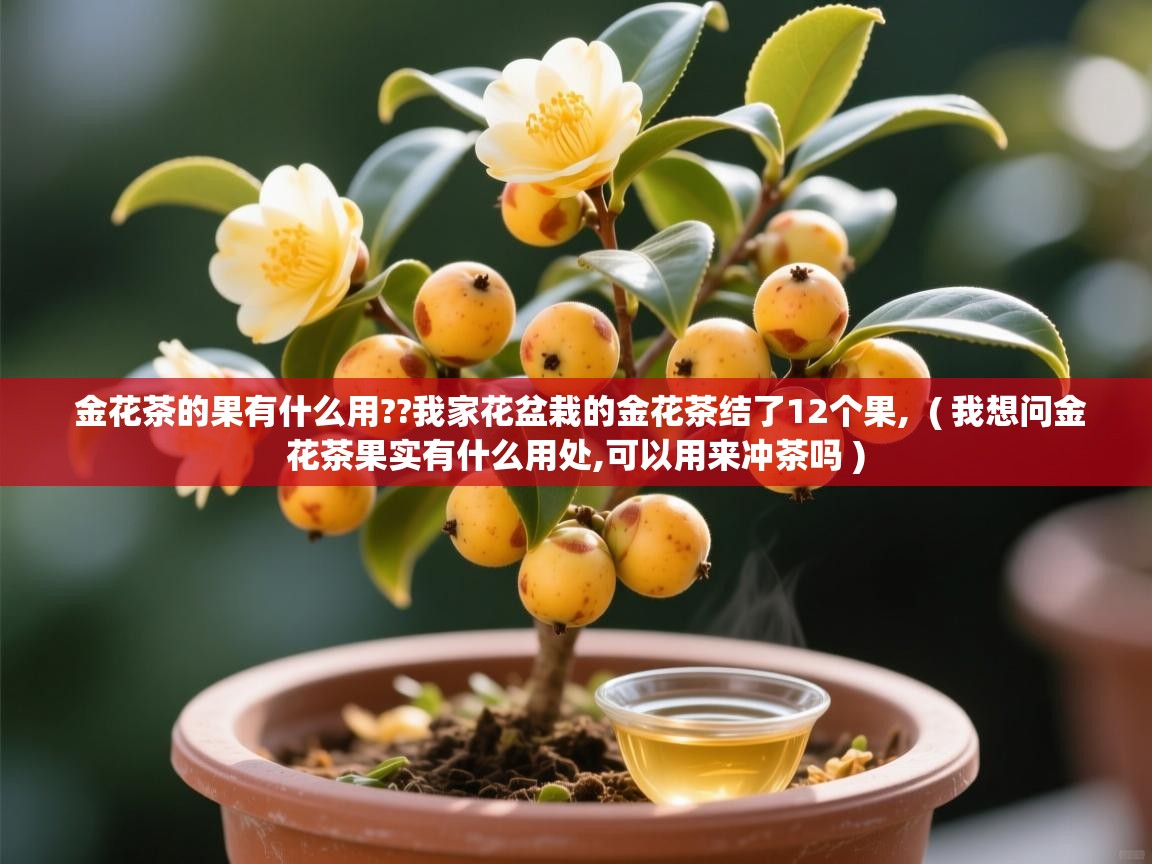  金花茶的果有什么用??我家花盆栽的金花茶结了12个果,  ( 我想问金花茶果实有什么用处,可以用来冲茶吗 )