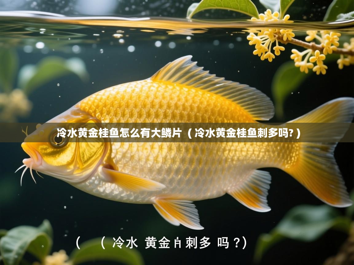  冷水黄金桂鱼怎么有大鳞片  ( 冷水黄金桂鱼刺多吗? )