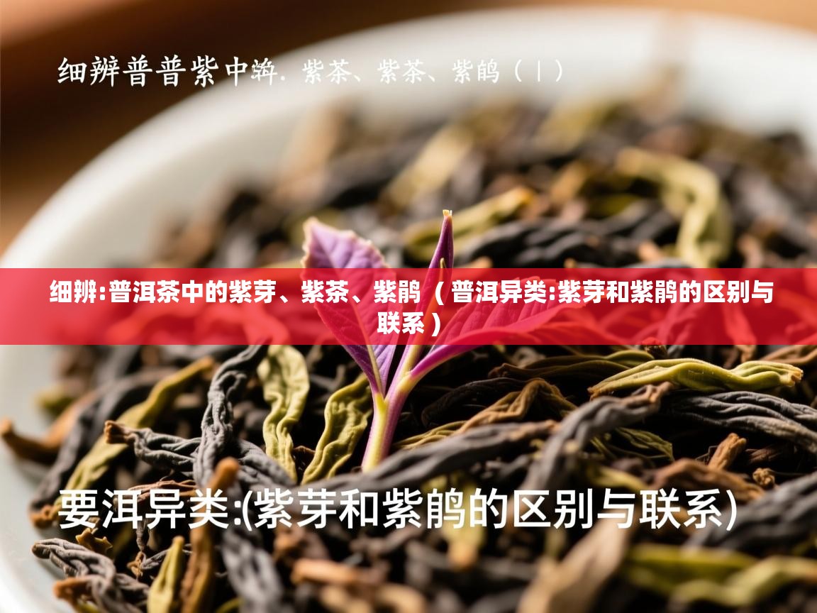  细辨:普洱茶中的紫芽、紫茶、紫鹃  ( 普洱异类:紫芽和紫鹃的区别与联系 )