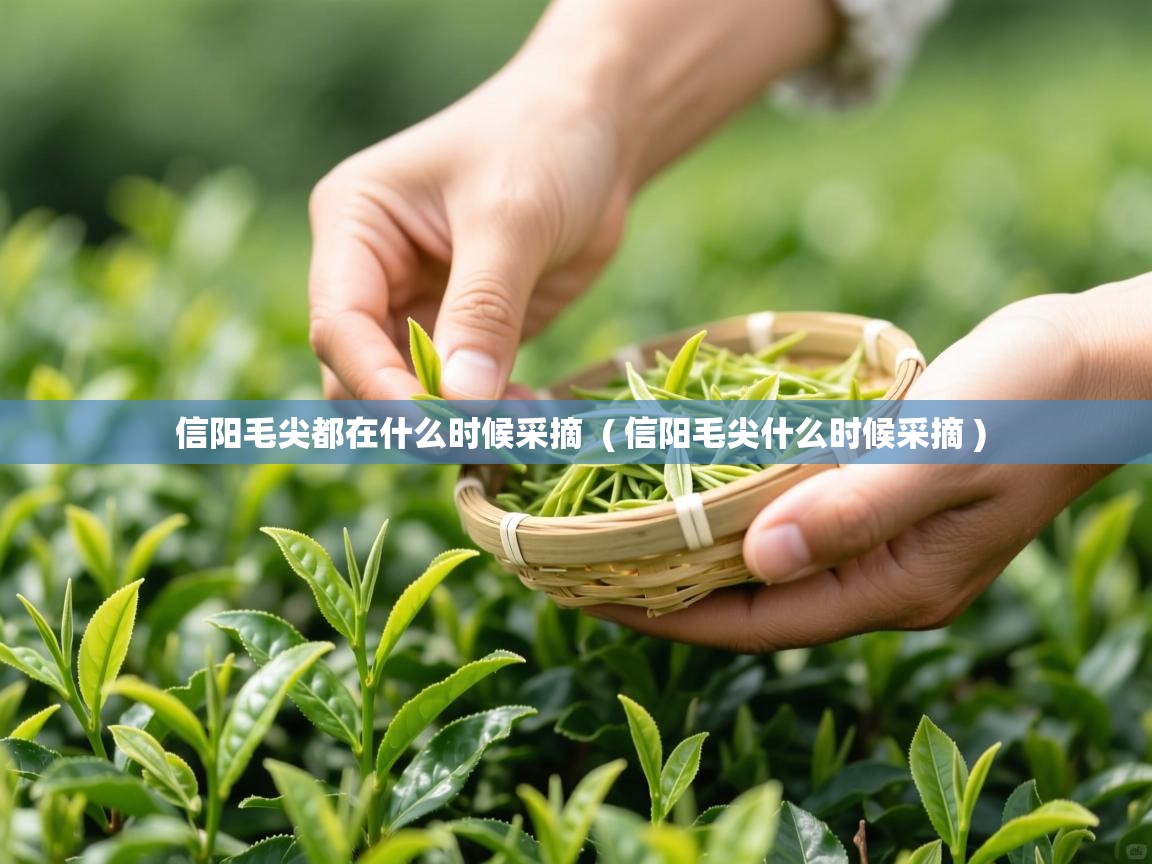  信阳毛尖都在什么时候采摘  ( 信阳毛尖什么时候采摘 )