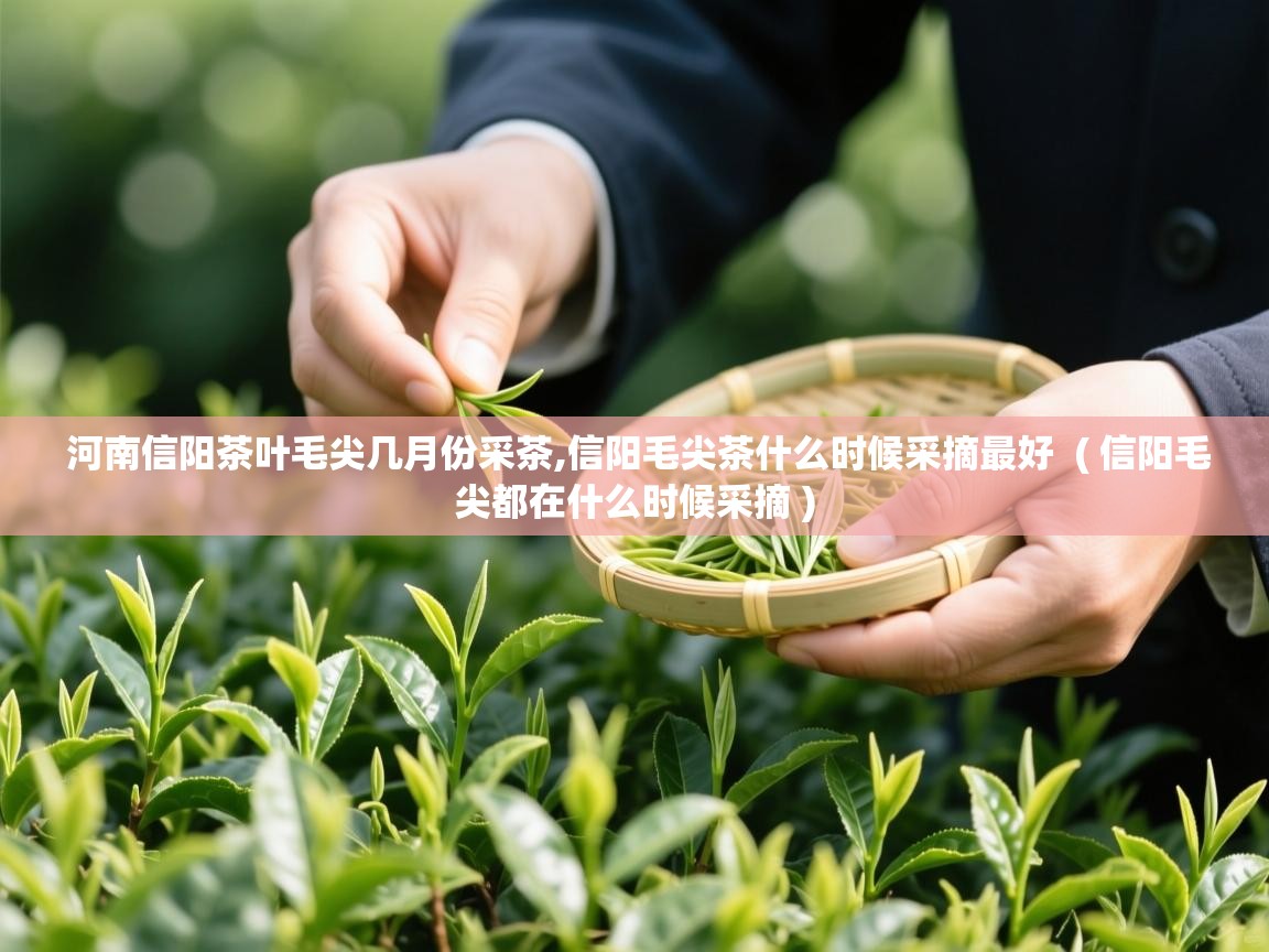  河南信阳茶叶毛尖几月份采茶,信阳毛尖茶什么时候采摘最好  ( 信阳毛尖都在什么时候采摘 )
