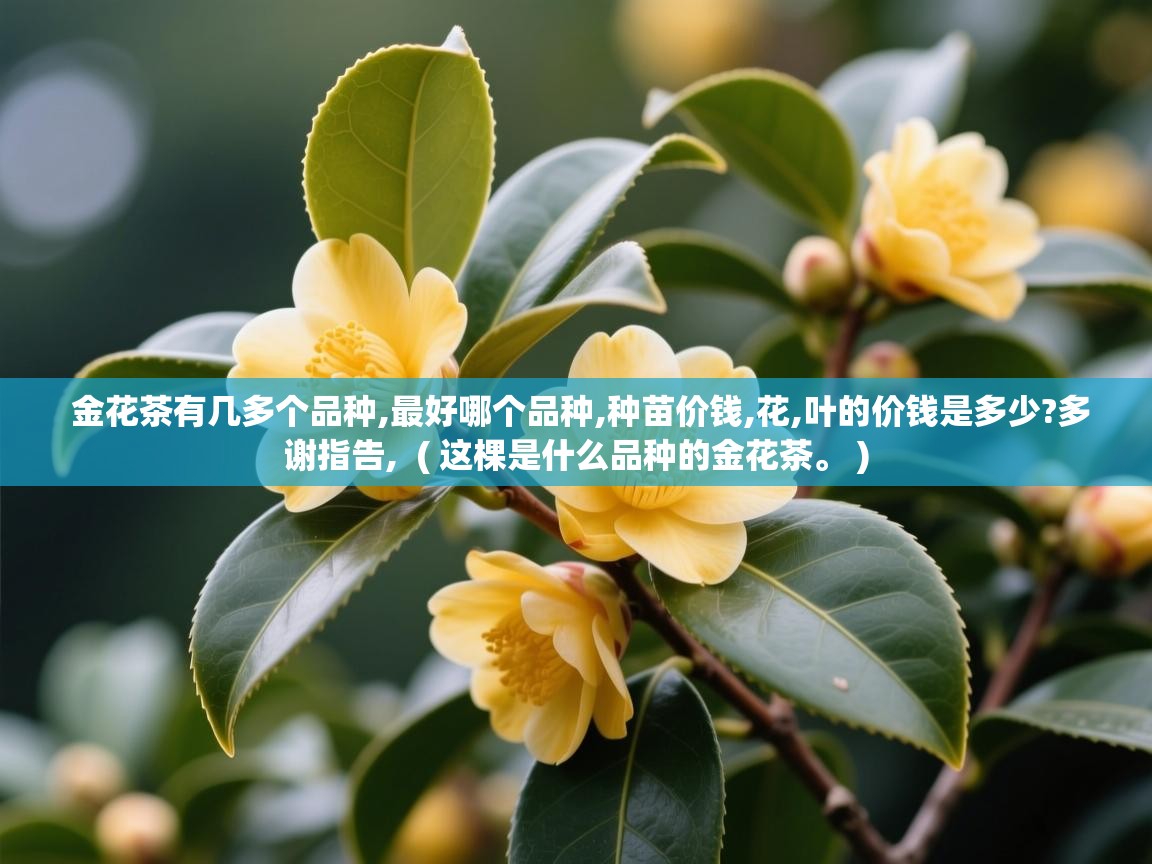  金花茶有几多个品种,最好哪个品种,种苗价钱,花,叶的价钱是多少?多谢指告,  ( 这棵是什么品种的金花茶。 )