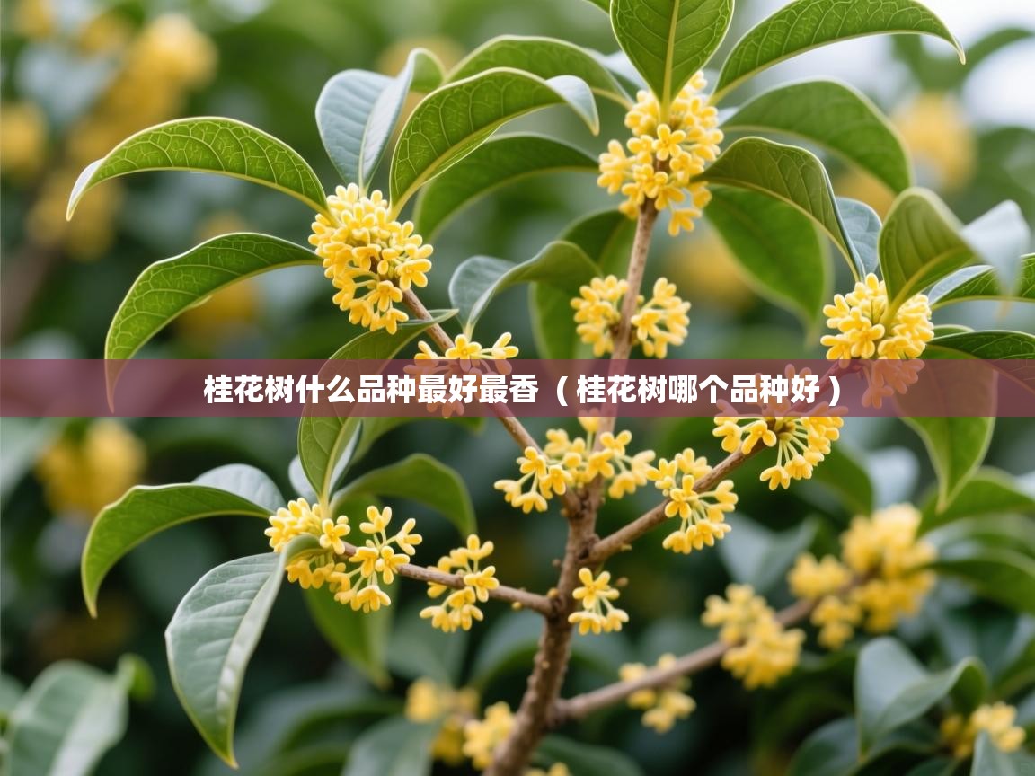  桂花树什么品种最好最香  ( 桂花树哪个品种好 )