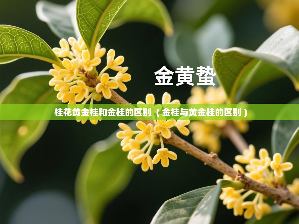  桂花黄金桂和金桂的区别  ( 金桂与黄金桂的区别 )