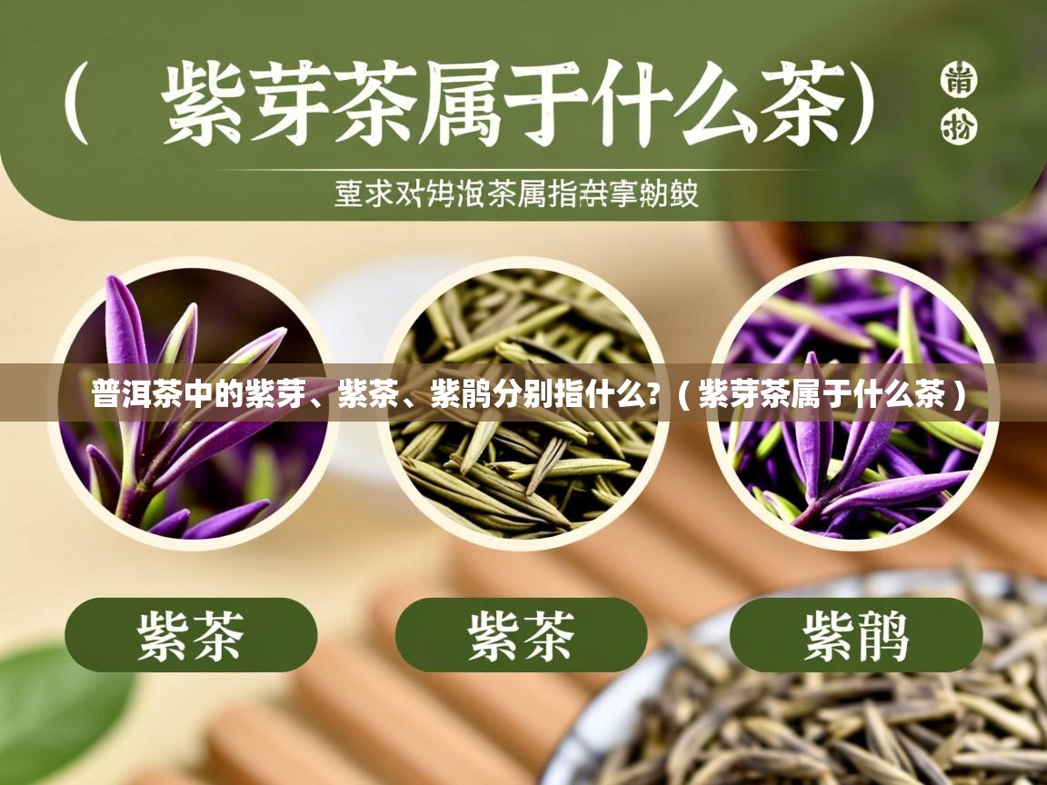  普洱茶中的紫芽、紫茶、紫鹃分别指什么?  ( 紫芽茶属于什么茶 )