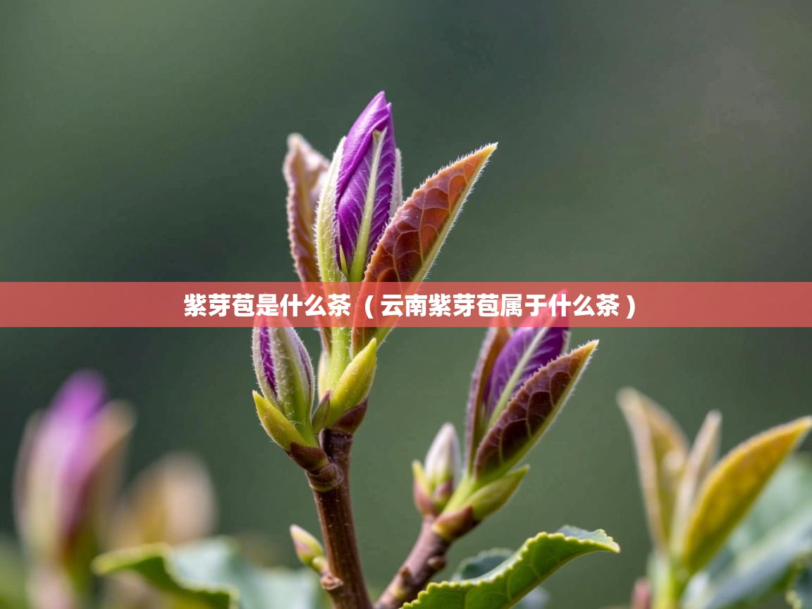  紫芽苞是什么茶  ( 云南紫芽苞属于什么茶 )