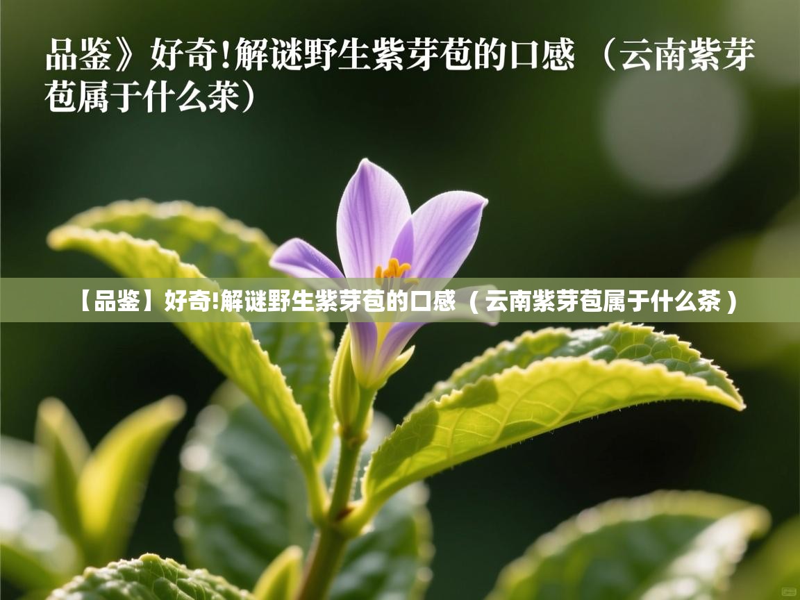 【品鉴】好奇!解谜野生紫芽苞的口感  ( 云南紫芽苞属于什么茶 )