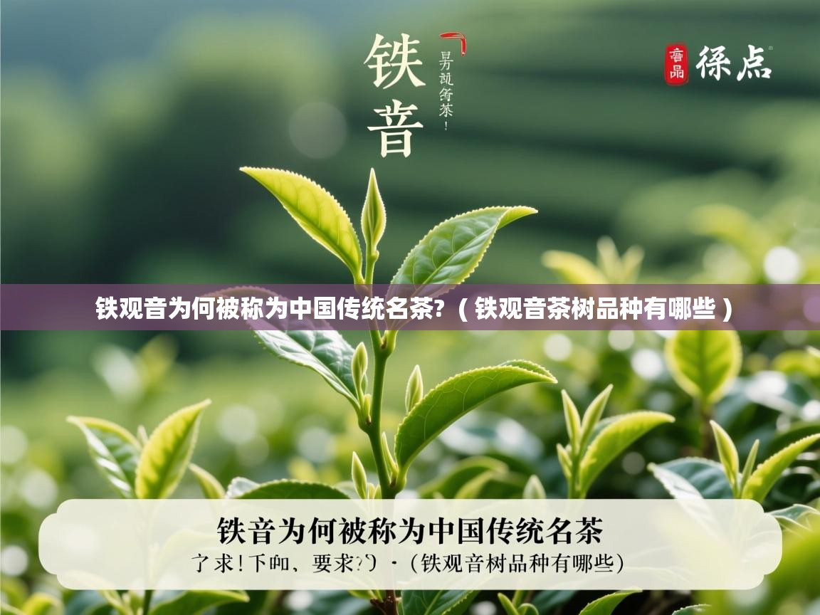  铁观音为何被称为中国传统名茶?  ( 铁观音茶树品种有哪些 )