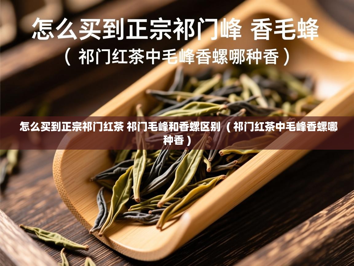  怎么买到正宗祁门红茶 祁门毛峰和香螺区别  ( 祁门红茶中毛峰香螺哪种香 )