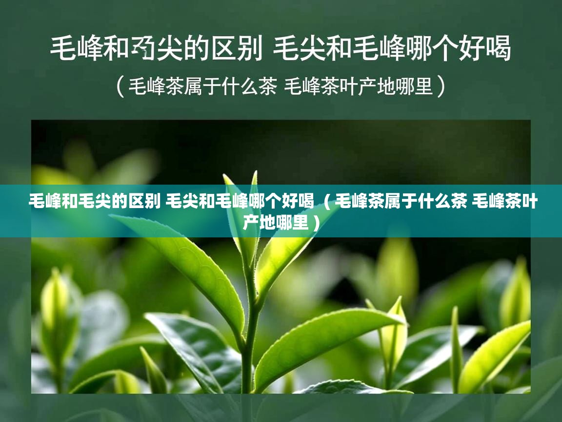  毛峰和毛尖的区别 毛尖和毛峰哪个好喝  ( 毛峰茶属于什么茶 毛峰茶叶产地哪里 )