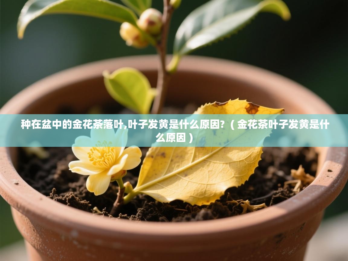  种在盆中的金花茶落叶,叶子发黄是什么原因?  ( 金花茶叶子发黄是什么原因 )