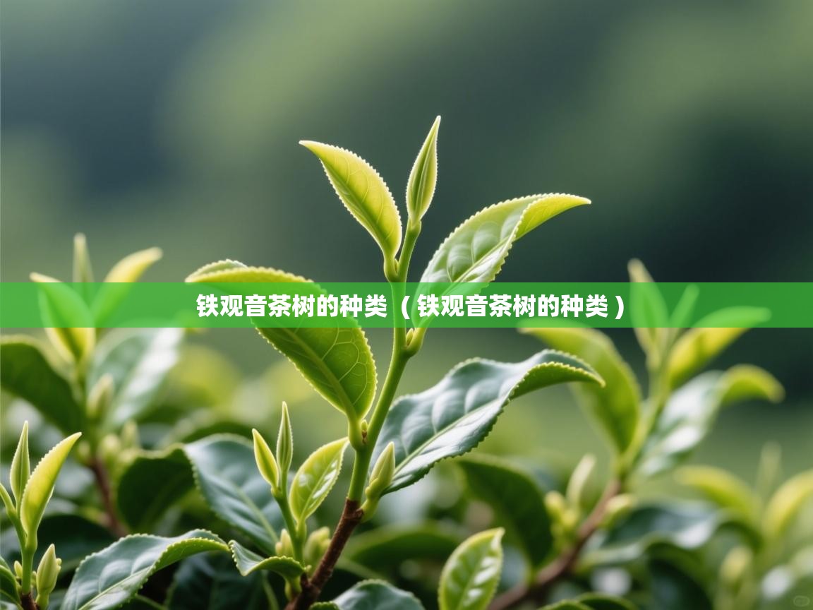  铁观音茶树的种类  ( 铁观音茶树的种类 )