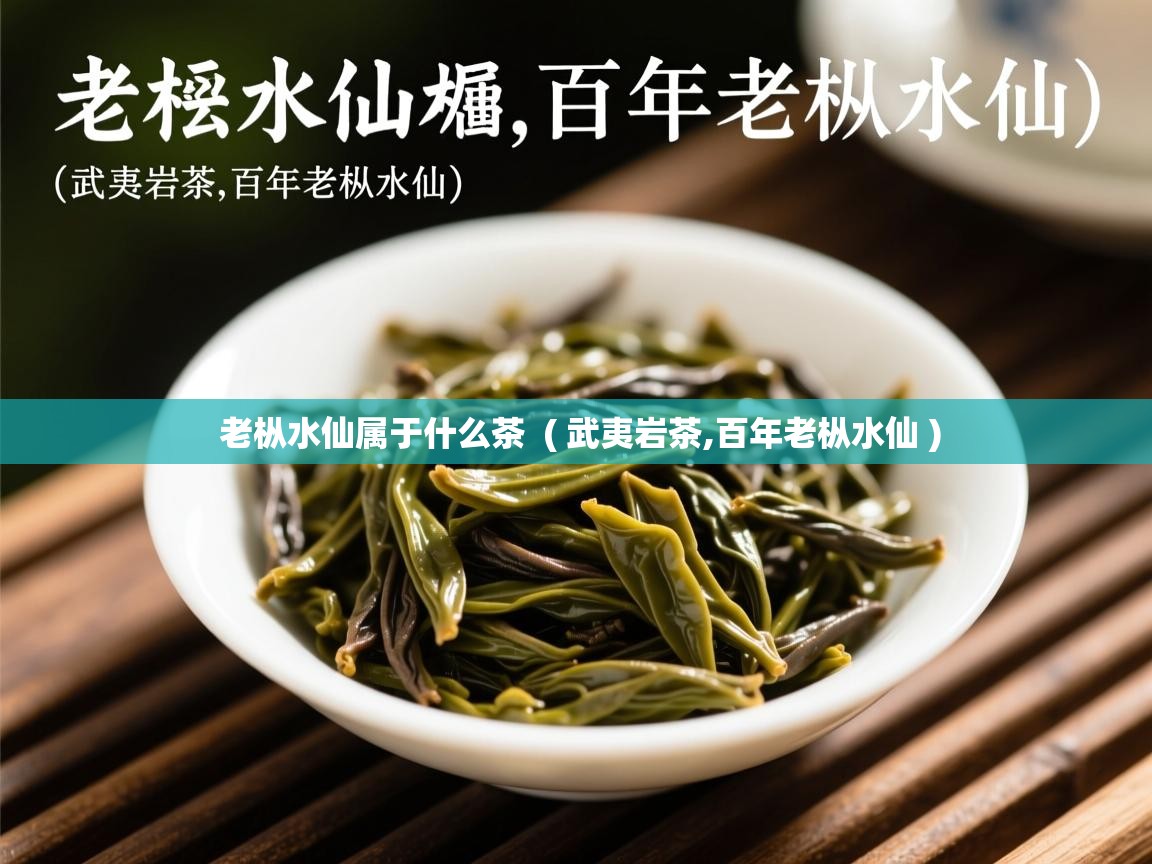  老枞水仙属于什么茶  ( 武夷岩茶,百年老枞水仙 )