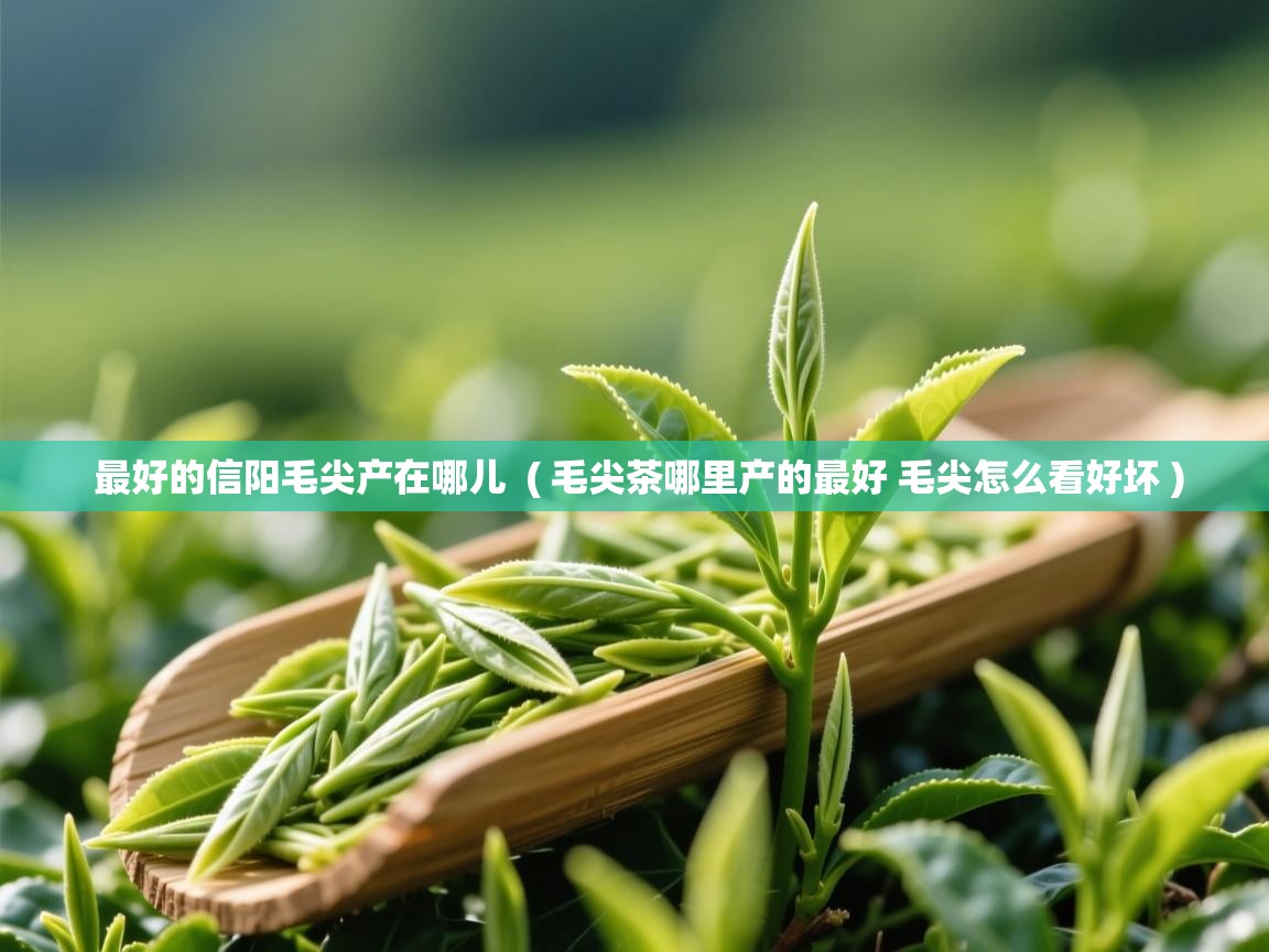 最好的信阳毛尖产在哪儿  ( 毛尖茶哪里产的最好 毛尖怎么看好坏 )