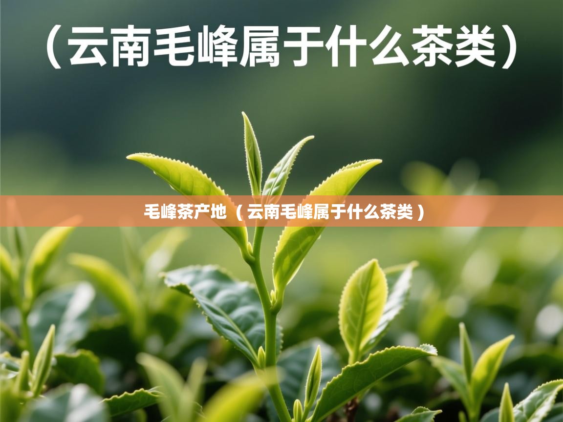  毛峰茶产地  ( 云南毛峰属于什么茶类 )