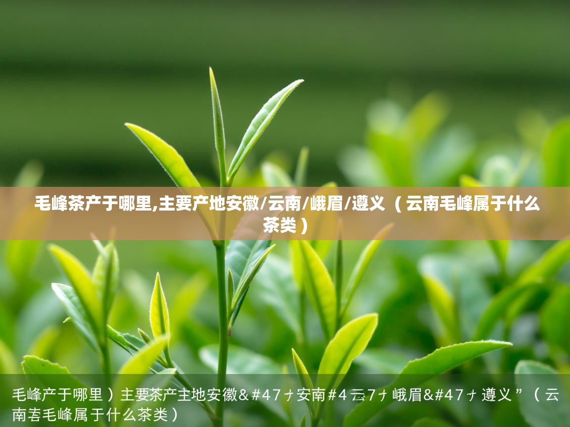  毛峰茶产于哪里,主要产地安徽/云南/峨眉/遵义  ( 云南毛峰属于什么茶类 )
