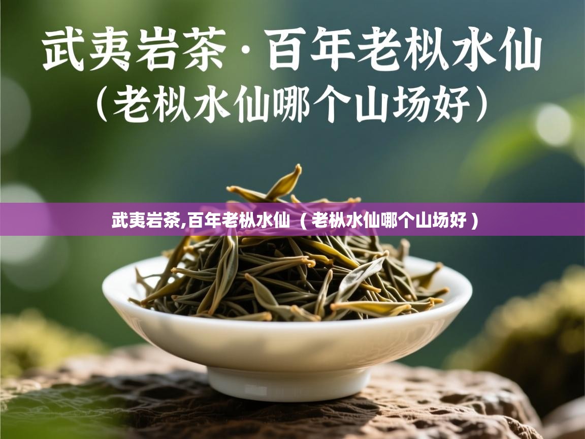  武夷岩茶,百年老枞水仙  ( 老枞水仙哪个山场好 )