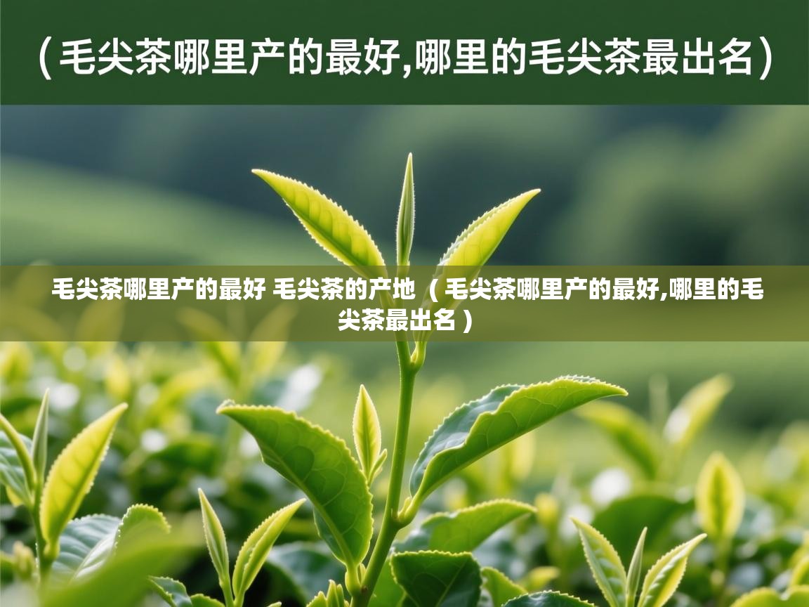  毛尖茶哪里产的最好 毛尖茶的产地  ( 毛尖茶哪里产的最好,哪里的毛尖茶最出名 )
