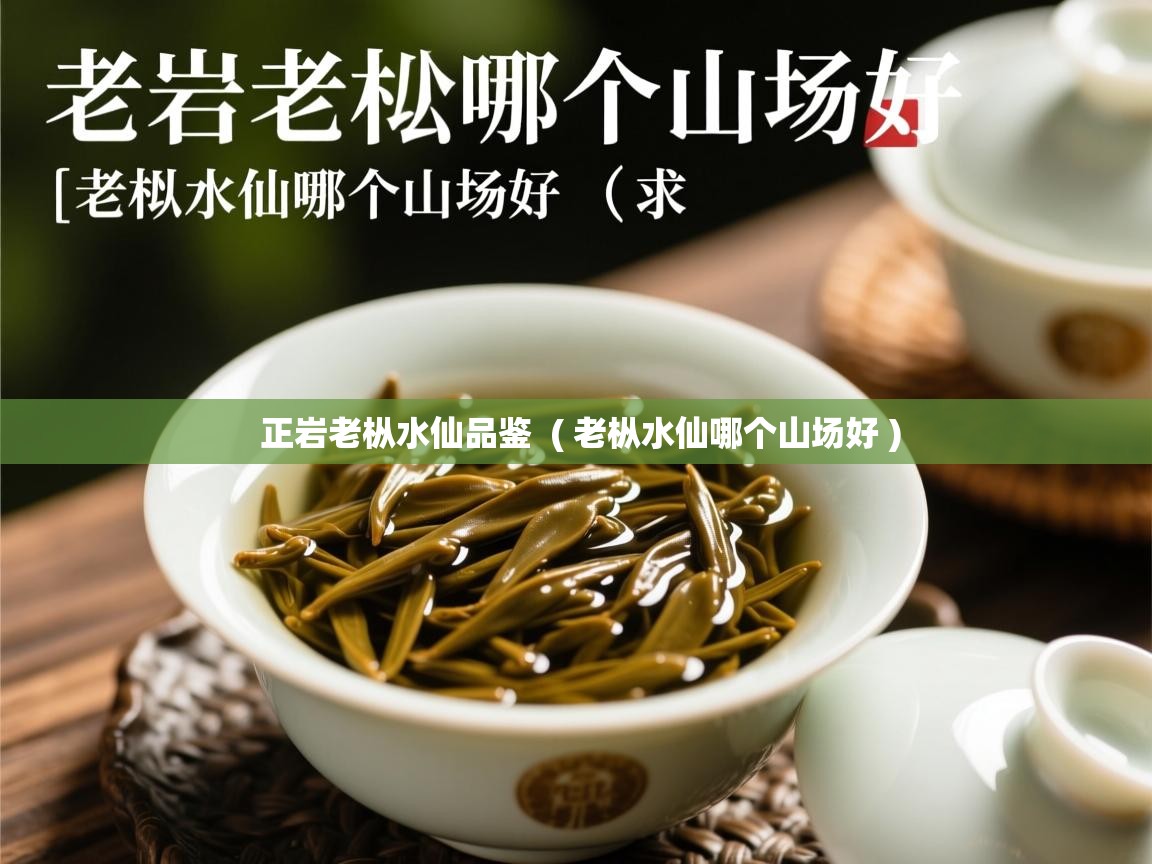  正岩老枞水仙品鉴  ( 老枞水仙哪个山场好 )