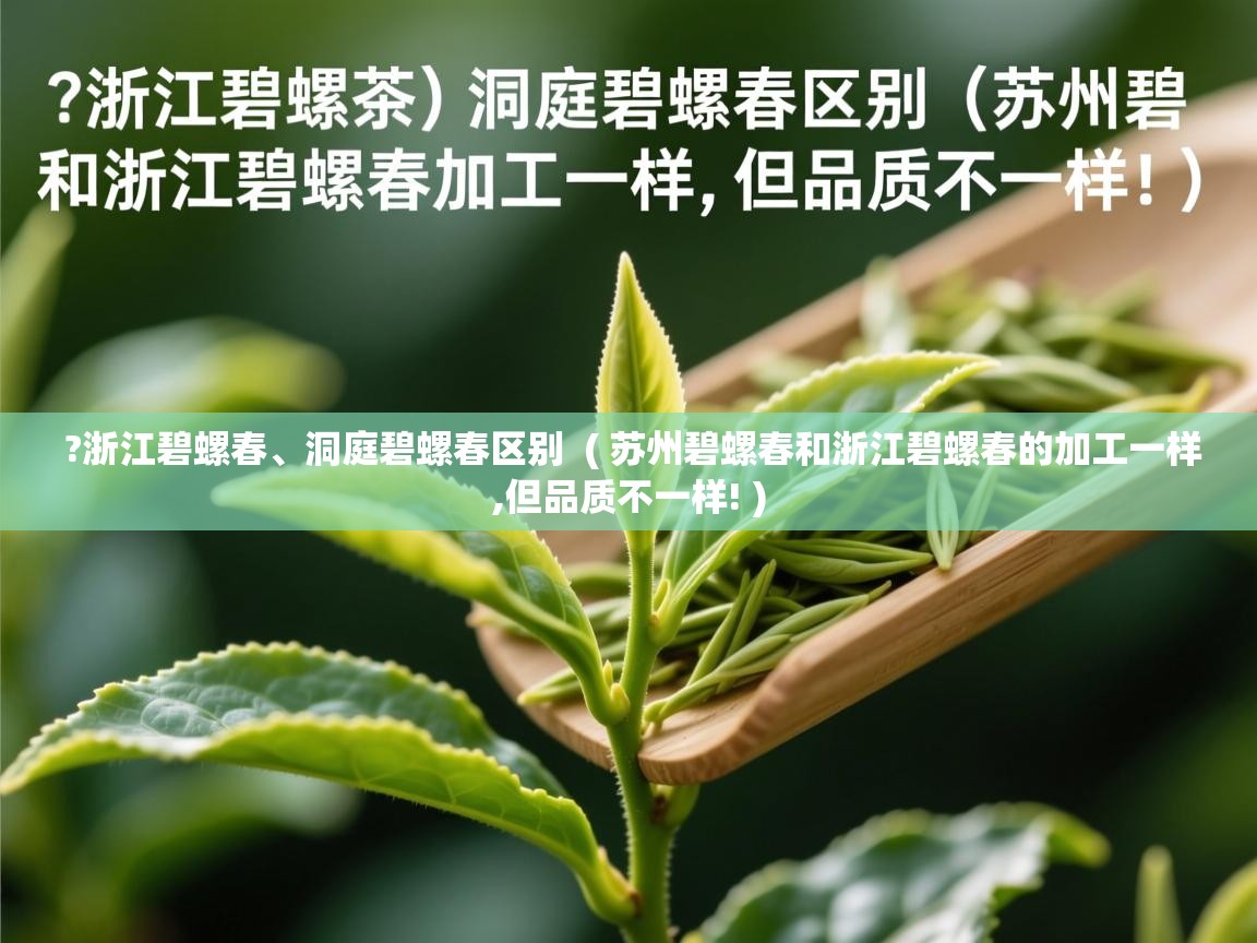  ?浙江碧螺春、洞庭碧螺春区别  ( 苏州碧螺春和浙江碧螺春的加工一样,但品质不一样! )