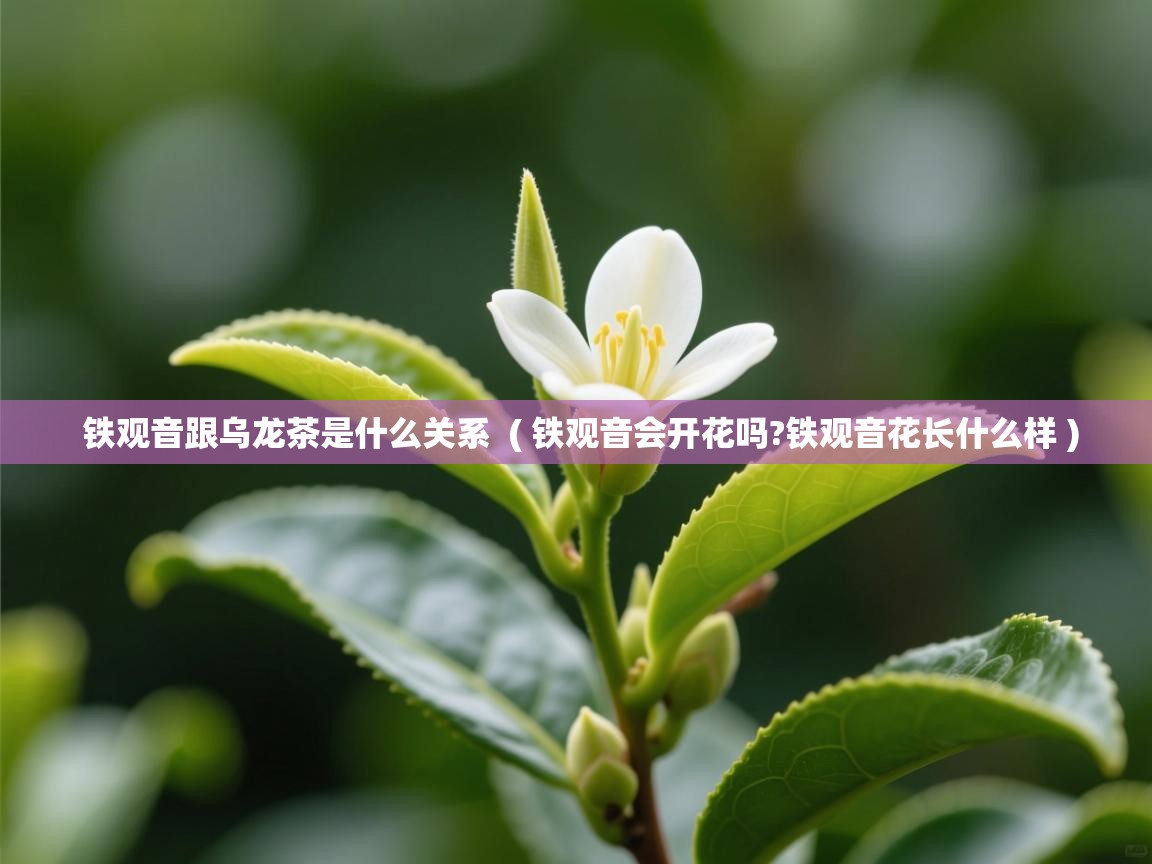  铁观音跟乌龙茶是什么关系  ( 铁观音会开花吗?铁观音花长什么样 )