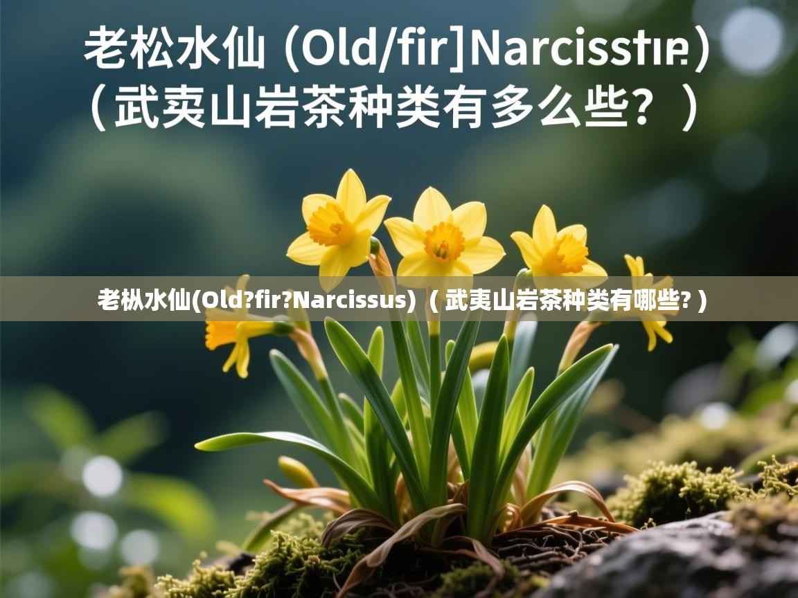  老枞水仙(Old?fir?Narcissus)  ( 武夷山岩茶种类有哪些? )