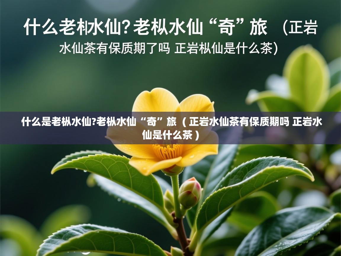  什么是老枞水仙?老枞水仙“奇”旅  ( 正岩水仙茶有保质期吗 正岩水仙是什么茶 )