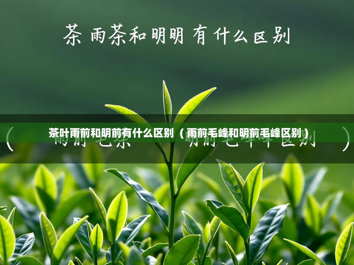 茶叶雨前和明前有什么区别  ( 雨前毛峰和明前毛峰区别 )