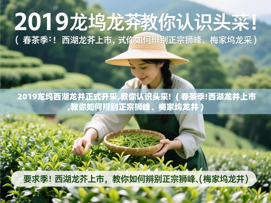  2019龙坞西湖龙井正式开采,教你认识头采!  ( 春茶季!西湖龙井上市,教你如何辨别正宗狮峰、梅家坞龙井 )