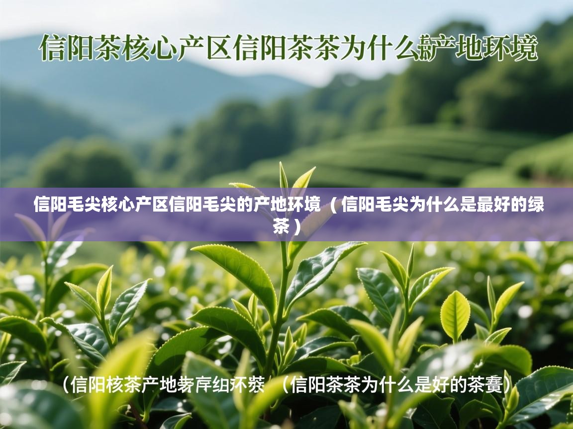  信阳毛尖核心产区信阳毛尖的产地环境  ( 信阳毛尖为什么是最好的绿茶 )