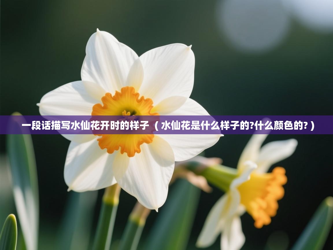  一段话描写水仙花开时的样子  ( 水仙花是什么样子的?什么颜色的? )