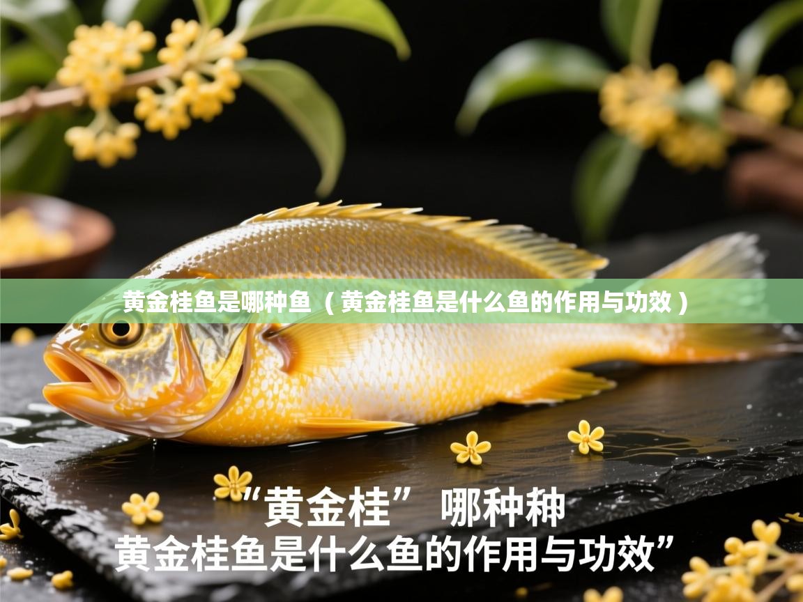  黄金桂鱼是哪种鱼  ( 黄金桂鱼是什么鱼的作用与功效 )