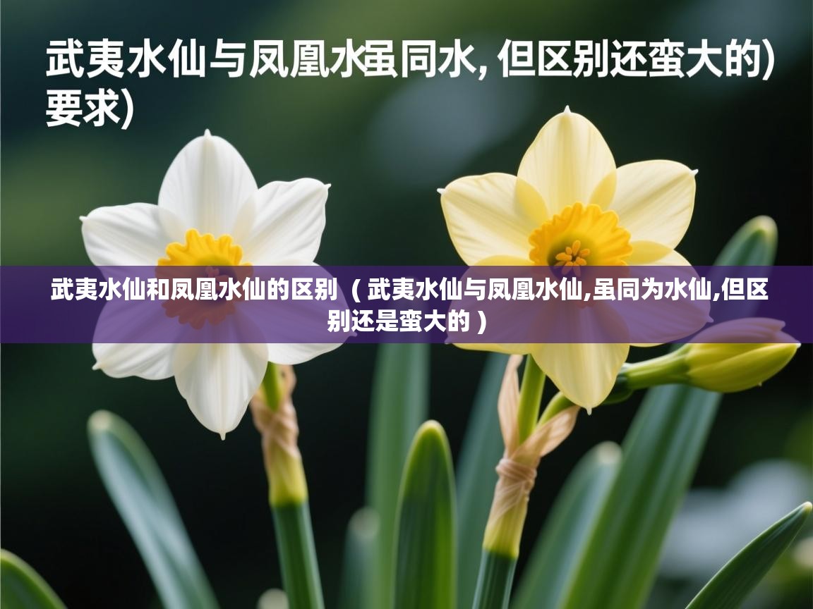  武夷水仙和凤凰水仙的区别  ( 武夷水仙与凤凰水仙,虽同为水仙,但区别还是蛮大的 )