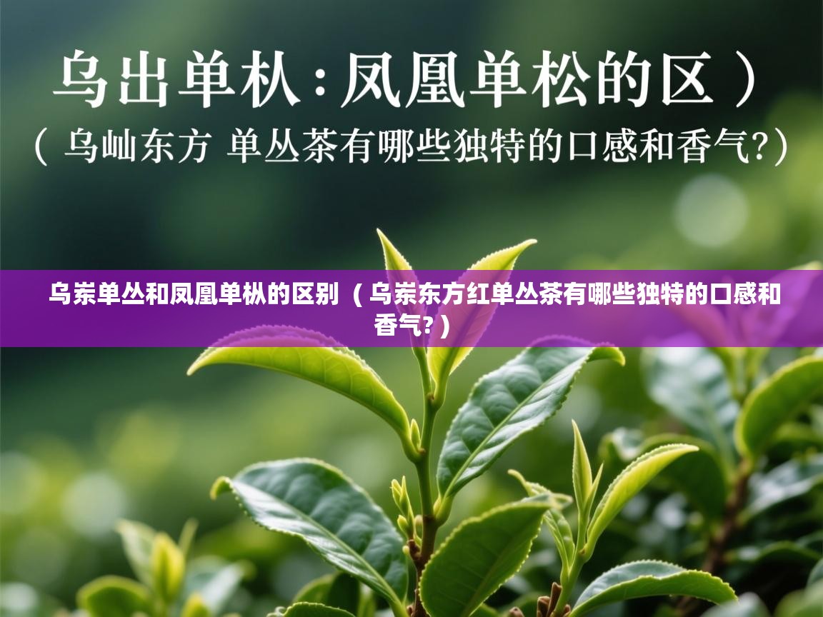  乌岽单丛和凤凰单枞的区别  ( 乌岽东方红单丛茶有哪些独特的口感和香气? )