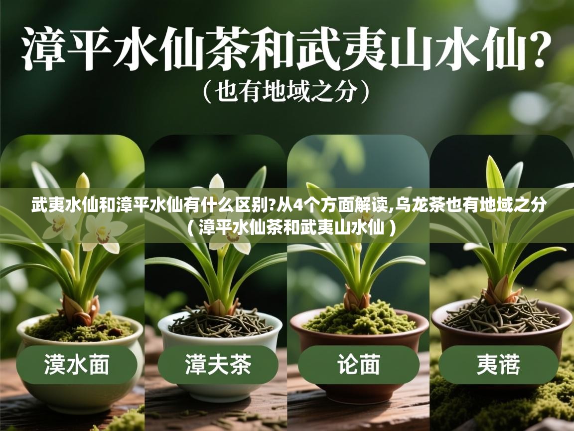  武夷水仙和漳平水仙有什么区别?从4个方面解读,乌龙茶也有地域之分  ( 漳平水仙茶和武夷山水仙 )