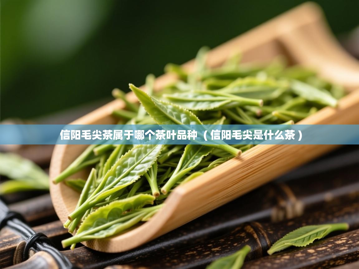  信阳毛尖茶属于哪个茶叶品种  ( 信阳毛尖是什么茶 )