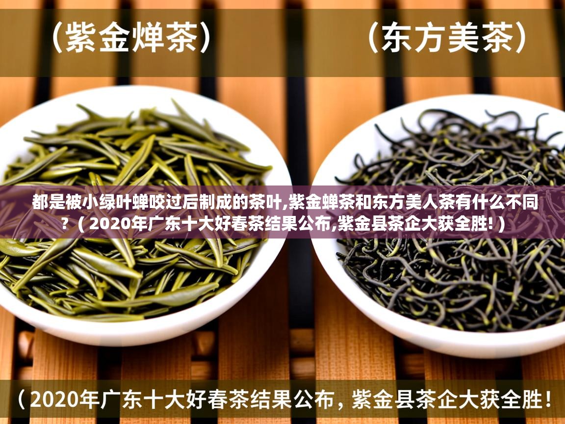  都是被小绿叶蝉咬过后制成的茶叶,紫金蝉茶和东方美人茶有什么不同?  ( 2020年广东十大好春茶结果公布,紫金县茶企大获全胜! )
