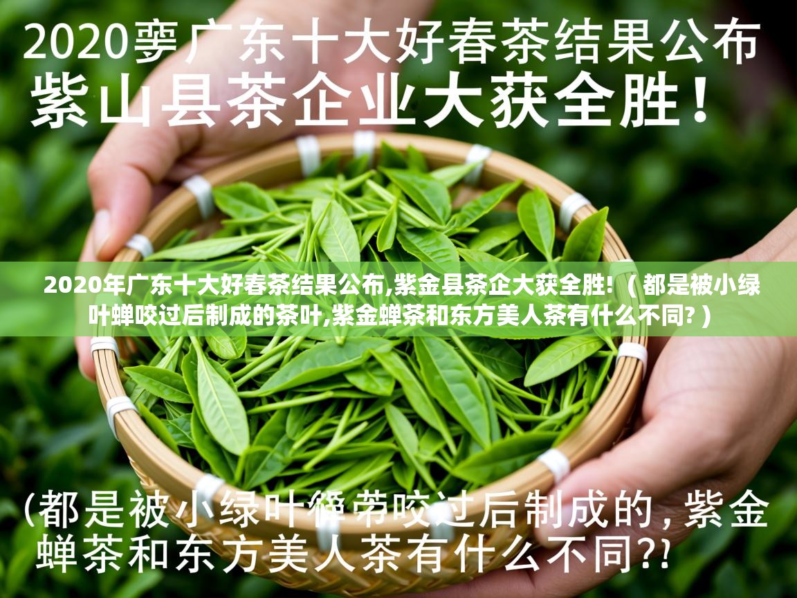 2020年广东十大好春茶结果公布,紫金县茶企大获全胜! ( 都是被小绿叶蝉咬过后制成的茶叶,紫金蝉茶和东方美人茶有什么不同? ) 2020年广东十大好春茶结果公布,紫金县茶企大获全胜! ( 都是被小绿叶蝉咬过后制成的茶叶,紫金蝉茶和东方美人茶有什么不同? )