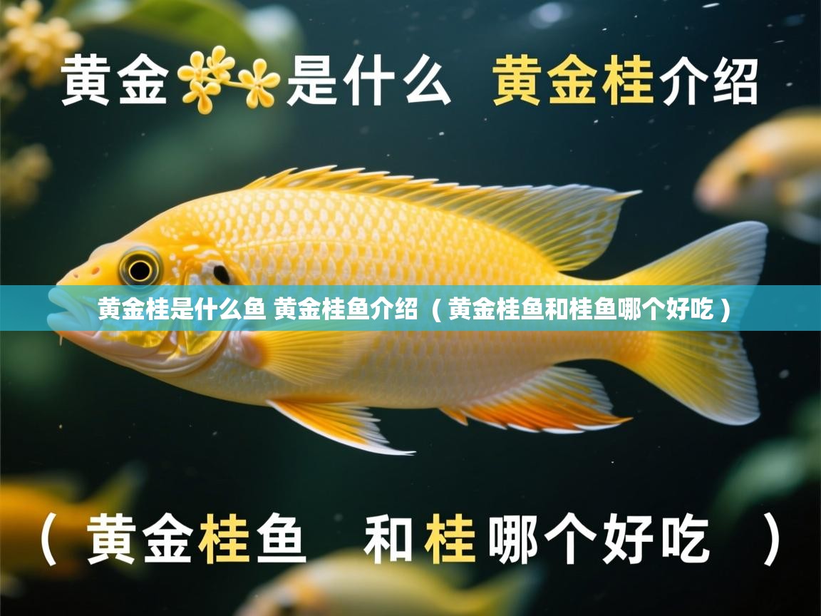  黄金桂是什么鱼 黄金桂鱼介绍  ( 黄金桂鱼和桂鱼哪个好吃 )
