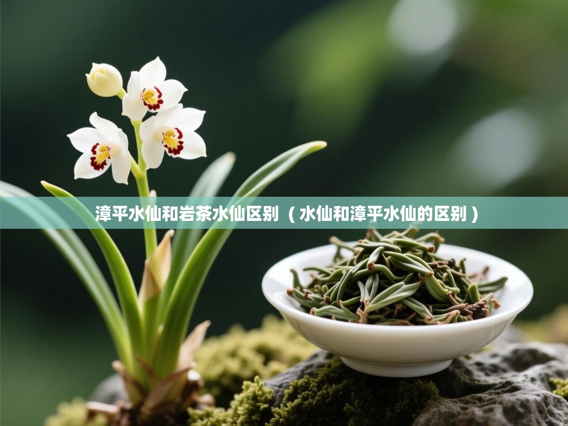  漳平水仙和岩茶水仙区别  ( 水仙和漳平水仙的区别 )