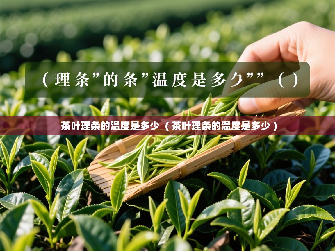 茶叶理条的温度是多少  ( 茶叶理条的温度是多少 )  茶叶理条的温度是多少  ( 茶叶理条的温度是多少 )