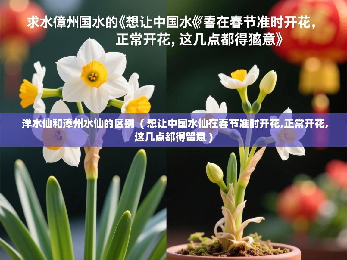  洋水仙和漳州水仙的区别  ( 想让中国水仙在春节准时开花,正常开花,这几点都得留意 )