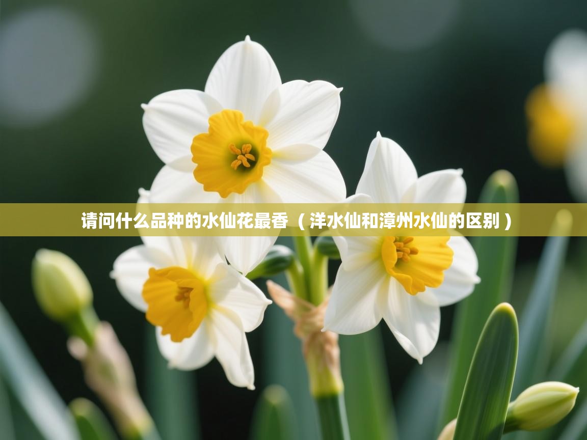 请问什么品种的水仙花最香  ( 洋水仙和漳州水仙的区别 )