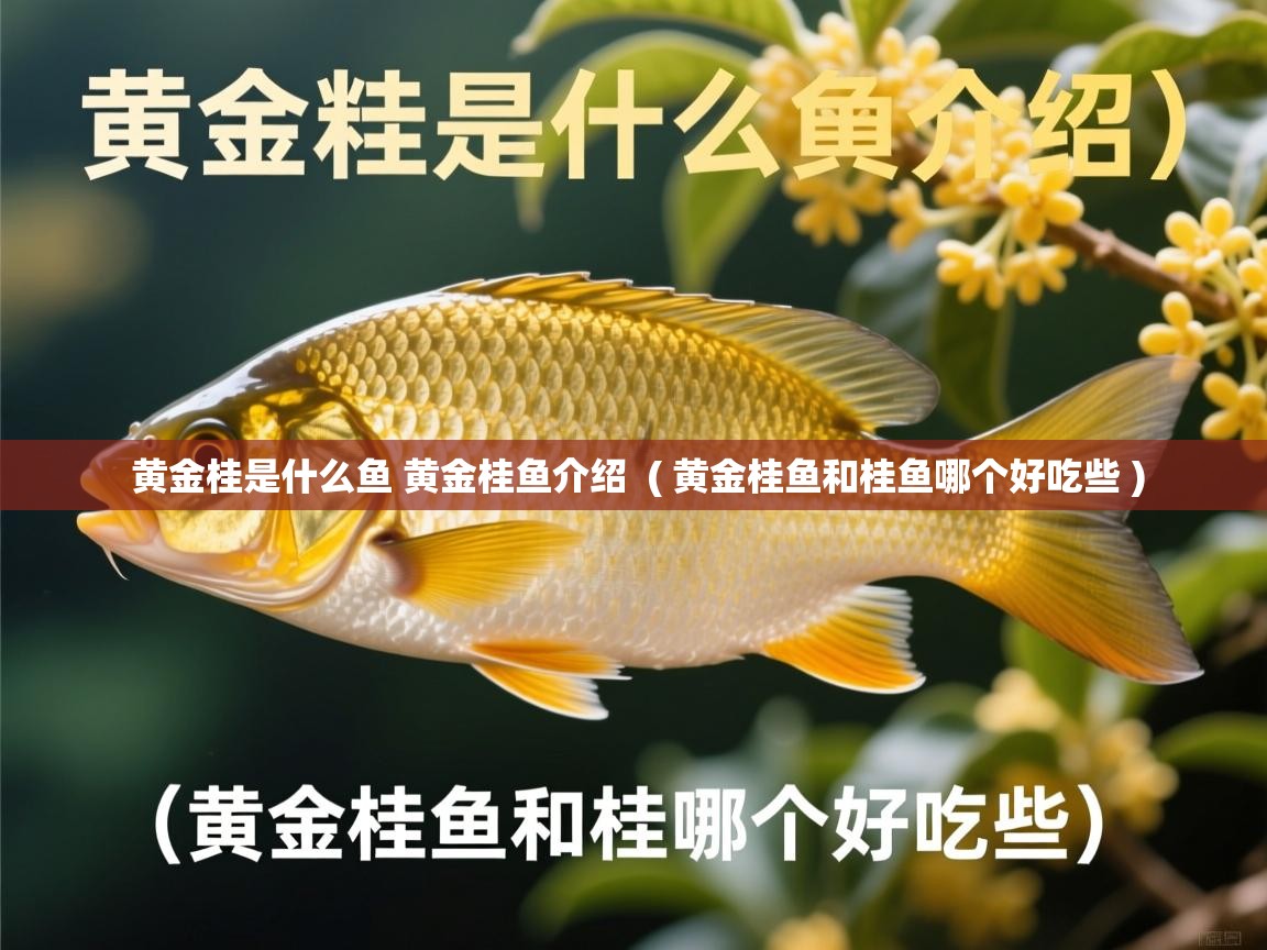  黄金桂是什么鱼 黄金桂鱼介绍  ( 黄金桂鱼和桂鱼哪个好吃些 )